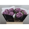 Wax Hydrangea Hydr Wax Milka