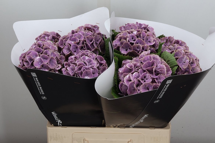 Wax Hydrangea Hydr Wax Milka
