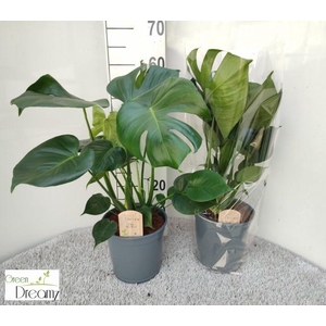 MONSTERA DELICIOSA