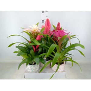 Bromelia   ...mix
