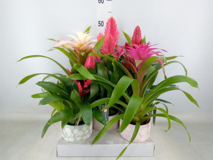 <h4>Bromelia ...mix</h4>