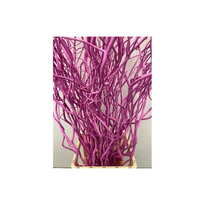 <h4>Salix 130cm Ceris</h4>