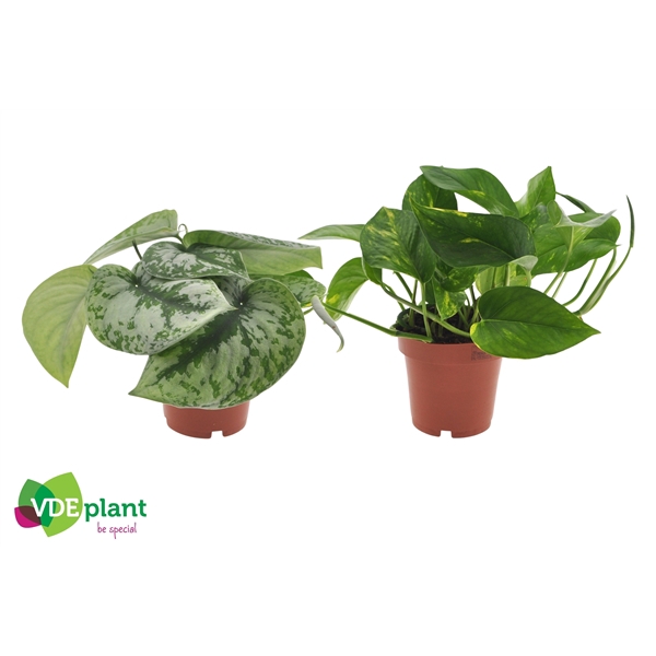 <h4>Epipremnum mix 12cm</h4>