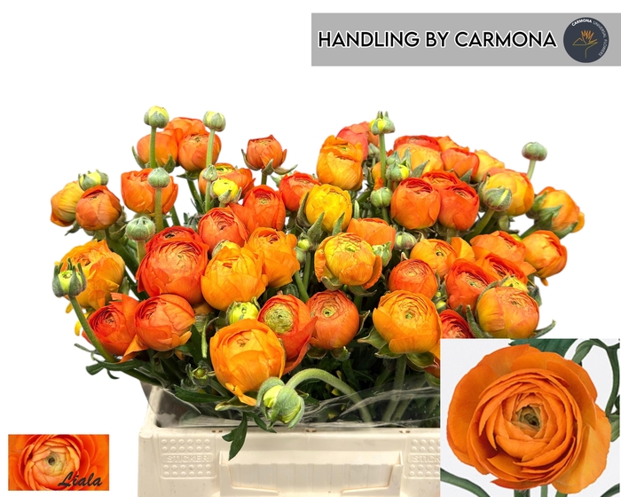 <h4>RAN EL ORANGE</h4>