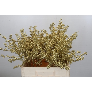 Ilex paint Gold