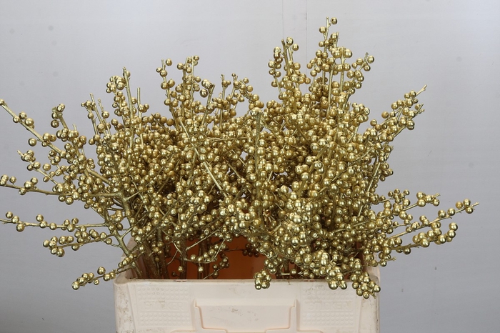 <h4>Ilex paint Gold</h4>