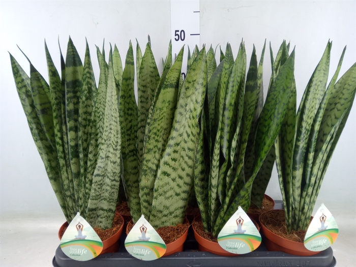 <h4>Sansevieria zeylanica</h4>