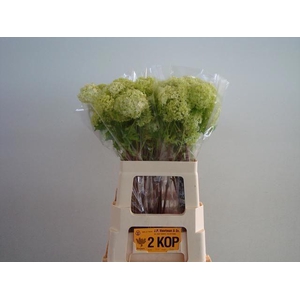 VIBURNUM ROSEUM (SNEEUWBAL)