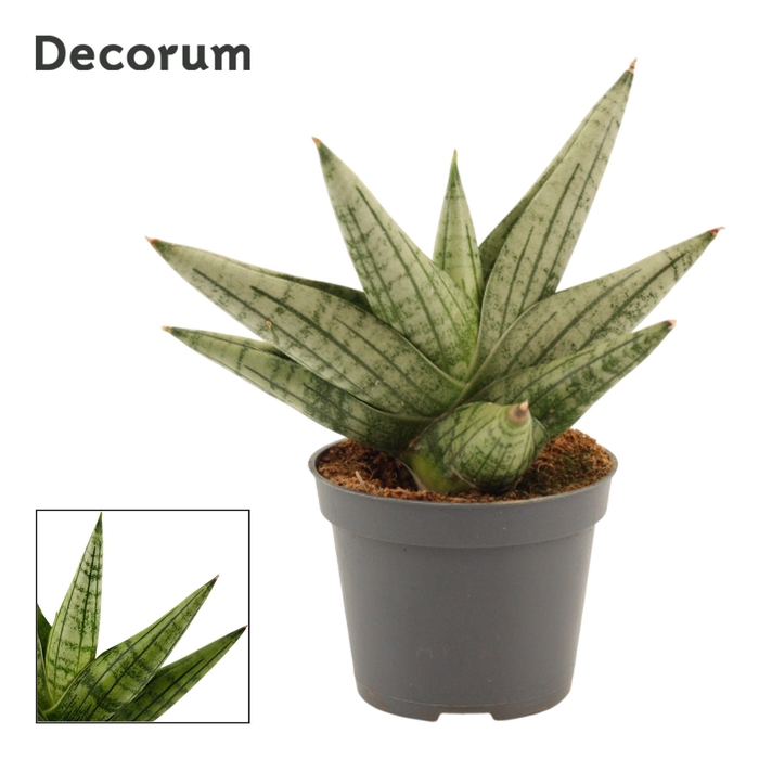 <h4>Sansevieria Yaya Fan 6 cm (Decorum)</h4>