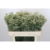 Limonium China White