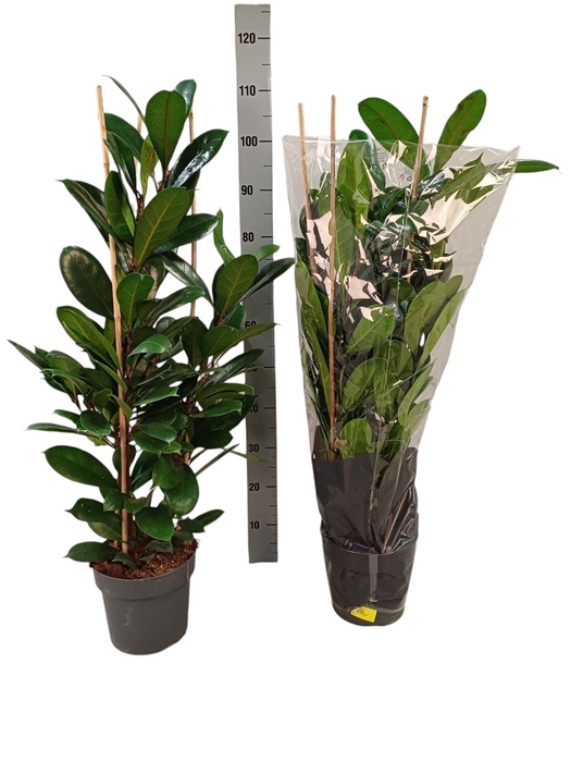 <h4>FICUS CYATHISTIPULA</h4>