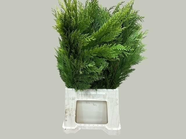 <h4>KERSTGROEN OV BS</h4>