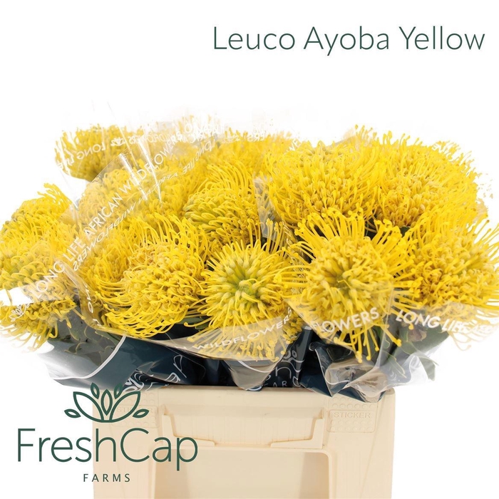 <h4>Leuco Ayoba Yellow Freshcap</h4>