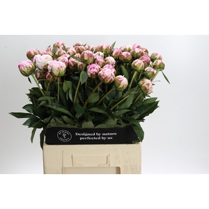 Paeonia Sarah Bernhardt