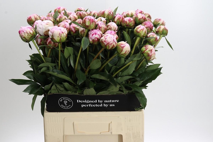 Paeonia Sarah Bernhardt