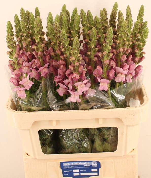 <h4>ANTIR POTOMAC LAVENDER ANTIR POTO L</h4>