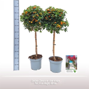 Lantana Camara op stam