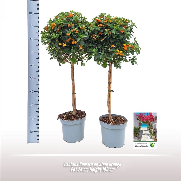 <h4>Lantana Camara op stam</h4>