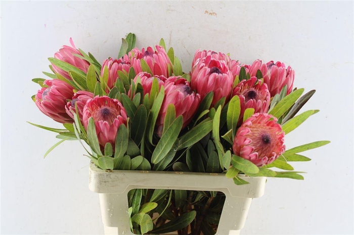 <h4>Protea Red Ice</h4>