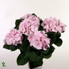 Hydrangea Hovaria Hobella