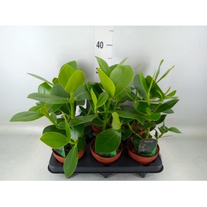 Clusia rosea 'Princess'