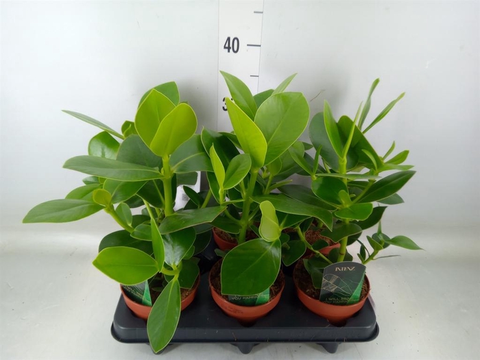 <h4>Clusia rosea 'Princess'</h4>