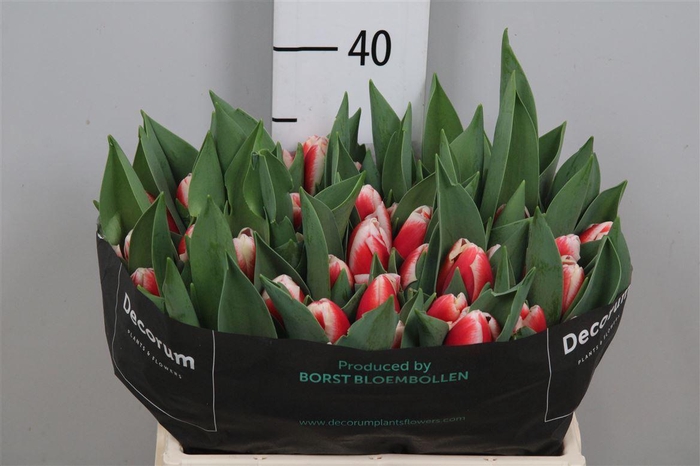 <h4>Tu En Outfit</h4>