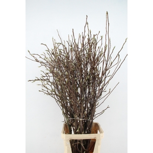 MAGNOLIA RECHT PER STEM