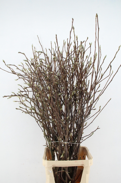 <h4>MAGNOLIA RECHT PER STEM</h4>