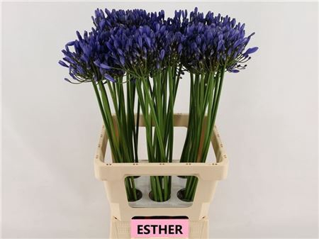 <h4>Agap Esther 70cm</h4>