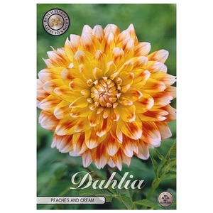 Dahlia Peaches and Cream x1 l