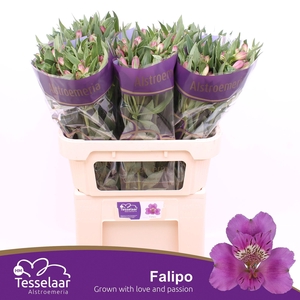 ALSTR FALIPO