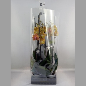 Phalaenopsis  'Ant Bologna'