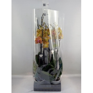 Phalaenopsis  'Ant Bologna'