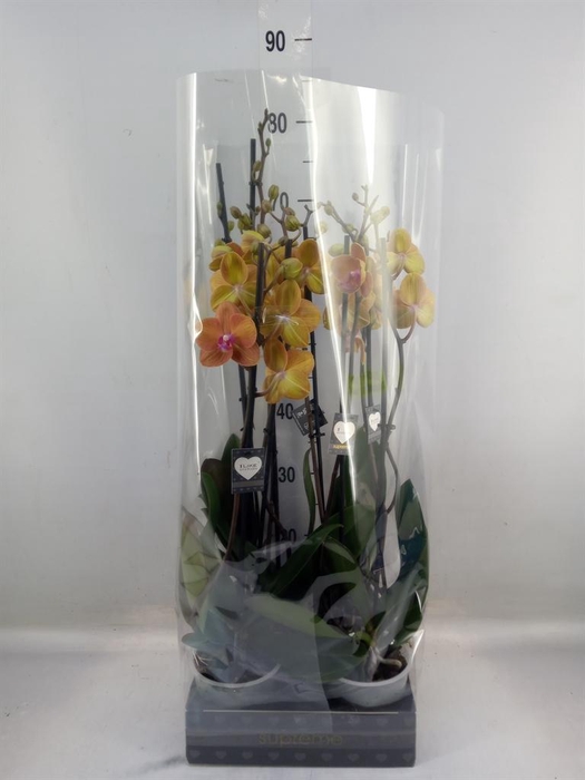 <h4>Phalaenopsis  'Ant Bologna'</h4>