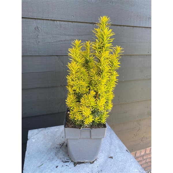 <h4>Taxus baccata 'David' P17</h4>