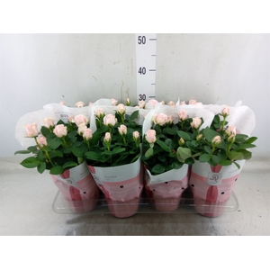 Rosa  'Amorosa Infinity Soft Pink'