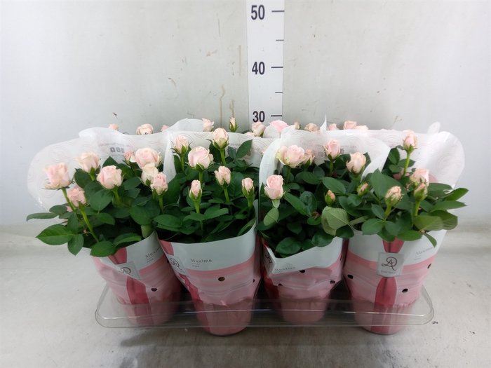 <h4>Rosa  'Amorosa Infinity Soft Pink'</h4>