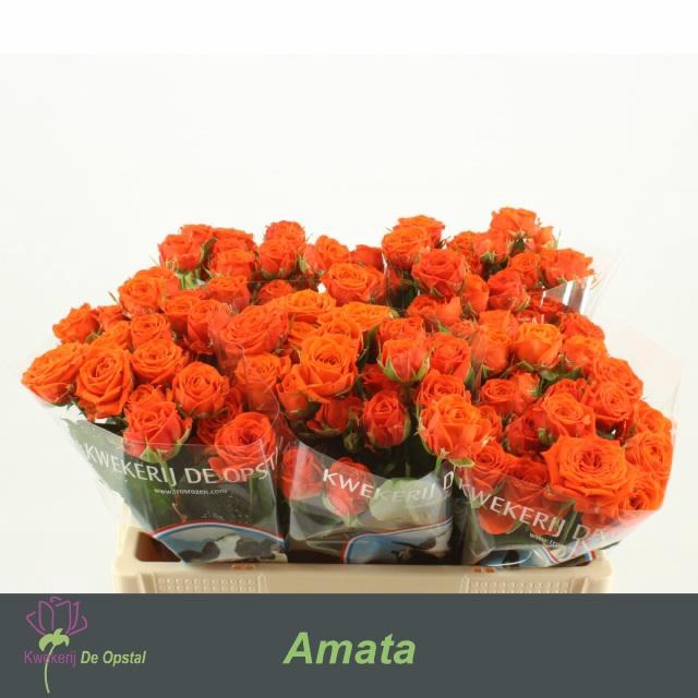 <h4>R Tr Amata</h4>