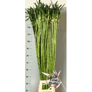 DRAC LUCKY BAMBOO