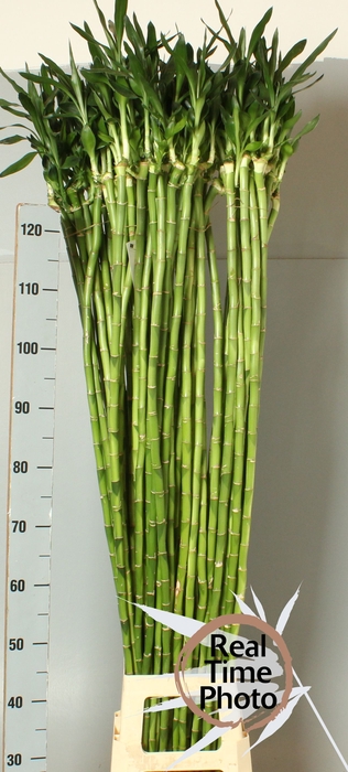 <h4>DRAC LUCKY BAMBOO</h4>