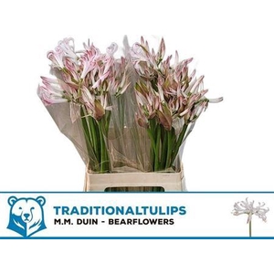 Nerine Bo Bico Bionce