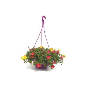 Portulaca
