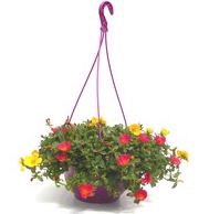 <h4>Portulaca</h4>