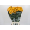 Tagetes Marigold Promise Orange