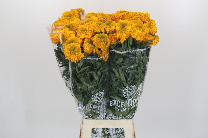 <h4>Tagetes Marigold Promise Orange</h4>