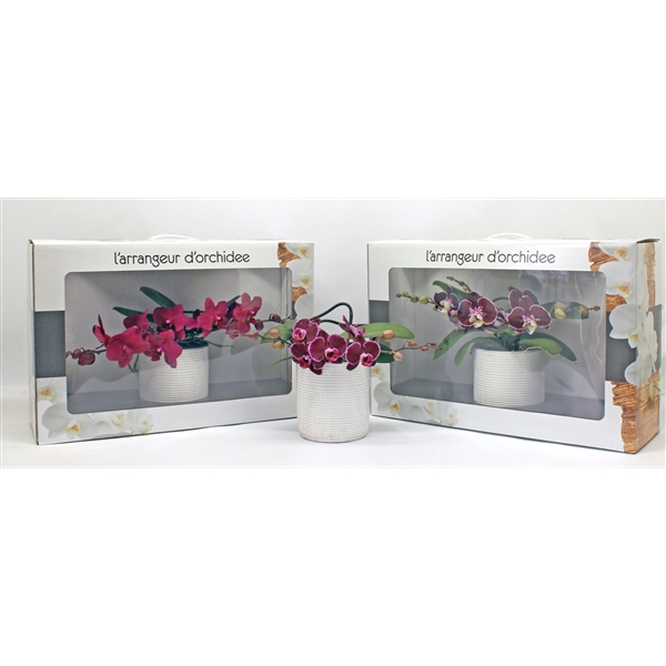 <h4>L'arrangeur D'orchidee ROOD (RIJP)</h4>