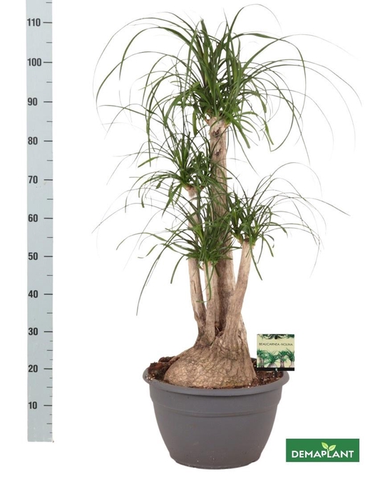 <h4>BEAUCARNEA RECUR</h4>