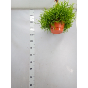 Rhipsalis heteroclada