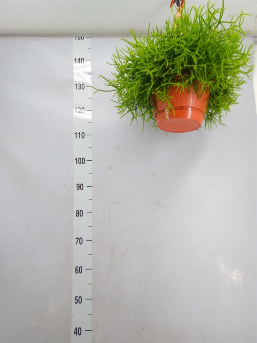 <h4>Rhipsalis heteroclada</h4>
